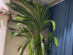 -添福来墨鱼饺子 · 海鲜东北菜(大连星海·黄浦路店)