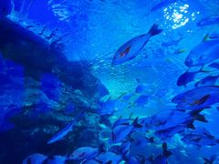 -太平洋海底世界