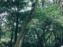 -西湖风景区十里琅珰-五云山