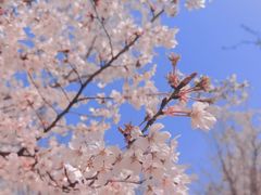 -顾村公园