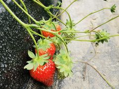 -建德果蔬乐园绪塘草莓基地