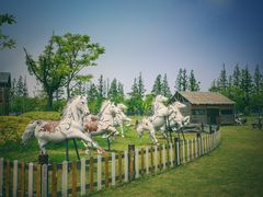 -上海长兴岛郊野公园