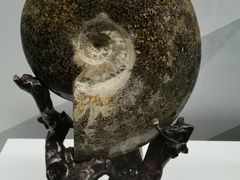 -贝壳王国博物馆