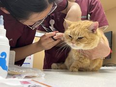 -瑞派康怡24h宠物医院·犬猫医疗中心·微创绝育(瑞景分院)