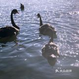 ❤️〖必打卡经景点----厦门最大湿地公园〗