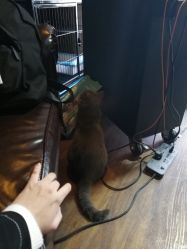 -飛凡TATTOO纹身•原创