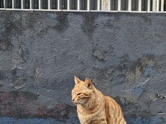 -大澳