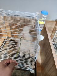 -Moni星球萌宠·小马宝莉·灵蛇·高端高阶全萌宠互动体验俱乐部(红豆国际广场店)