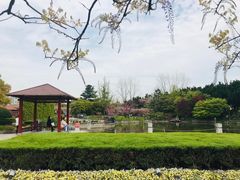 -嘉定紫藤园