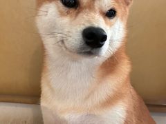 -柴の食堂·日式家庭料理·熊之肆(大学路店)