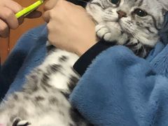 -安安宠物医院(情缘分院)