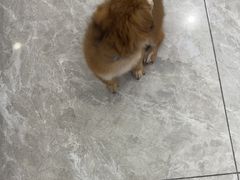 -瑞鹏宠物医院·骨外科·心肾科·肿瘤科(九亭店)