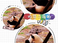 -都江堰中华大熊猫苑