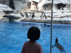 -帝企鹅自助餐厅•儿童岛•真企鹅(长隆企鹅酒店)