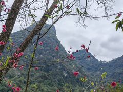 -广西龙虎山风景区