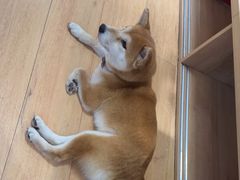 -是阿柴呀！柴犬咖啡·爱喵喵猫咖