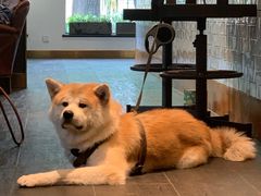 -BOCATA 西班牙餐厅(三里屯店)