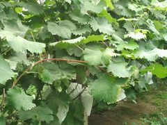 -马陆小张葡萄园农家乐