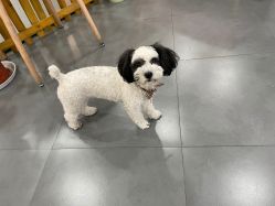 -Moni星球萌宠·小马宝莉·灵蛇·高端高阶全萌宠互动体验俱乐部(红豆国际广场店)