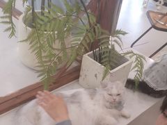-共舞时光猫咖·狗咖(新街口店)