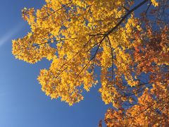 -竹叶涮肉坊(总店)