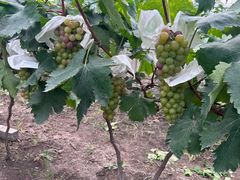 -马陆小张葡萄园农家乐