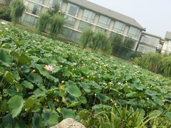 -稻香湖景酒店