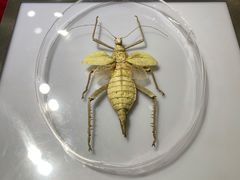 -上海昆虫博物馆