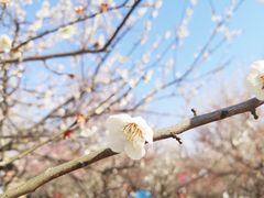 -香雪海