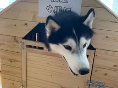 -Husky Go! 哈士奇体验馆·宠物咖啡厅狗咖