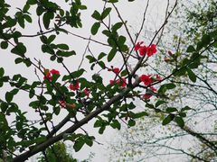 -重庆彩云湖湿地公园