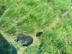 -黑瞎子岛探秘野熊园