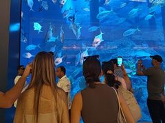 -迪拜水族馆及水下动物园