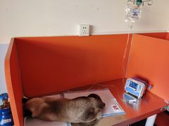 -瑞派福兴宠物医院犬猫全科·骨科·中西医结合(河东店)