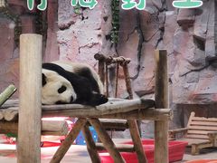 -栾川竹海野生动物园