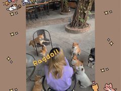 -柴犬高等学院·狗咖·柴犬售卖·宠物训练