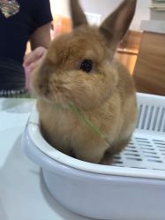 -Moni星球萌宠·小马宝莉·灵蛇·高端高阶全萌宠互动体验俱乐部(红豆国际广场店)