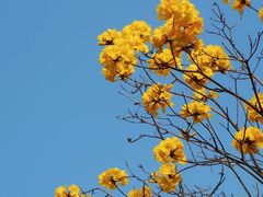 -香蜜公园