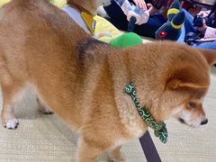 -逗柴咖啡屋·狗咖猫咖宠物桌游