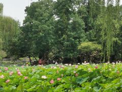-莲湖公园