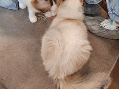 -飞行喵MR PILOT|猫舍·猫咖(静安大融城店)