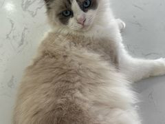 -喵园·猫主题咖啡厅·撸猫·猫咖(国贸店)