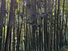 -缙云山景区