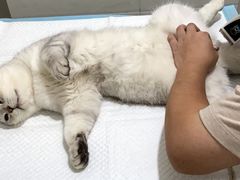 -灵美宠物诊所
