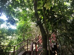 景点-呀诺达热带雨林
