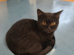 -Honey Bacca 哈尼芭卡高端萌宠(朝阳大悦城店)