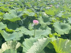 -荷塘月色湿地公园·向阳花洲