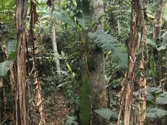 -中国科学院西双版纳热带植物园