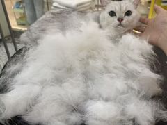 -momokira米努特·德文卷毛猫·棉花面纱犬