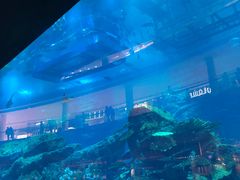 -迪拜水族馆及水下动物园